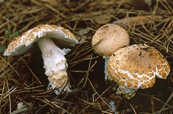 Lepiota ignivolvata, ognjena štitarka