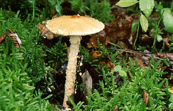 Lepiota magnispora, žutonoga štitarka