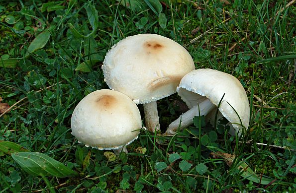 Lepiota ochraceodisca, okerasta štitarka
