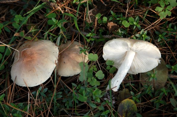 Lepiota oreadiformis, sapunasta štitarka