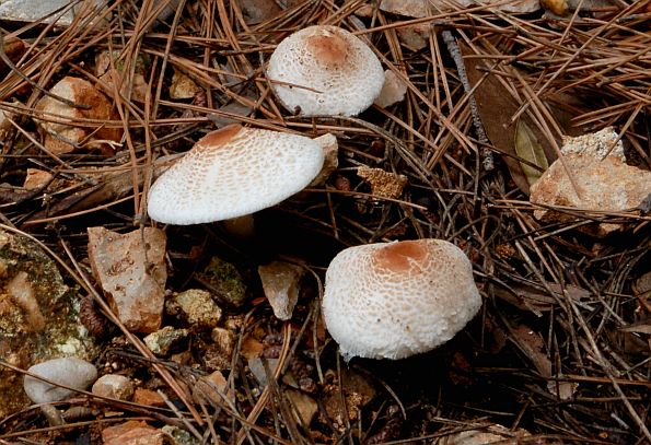 Lepiota saponella, sapunasta štitarka