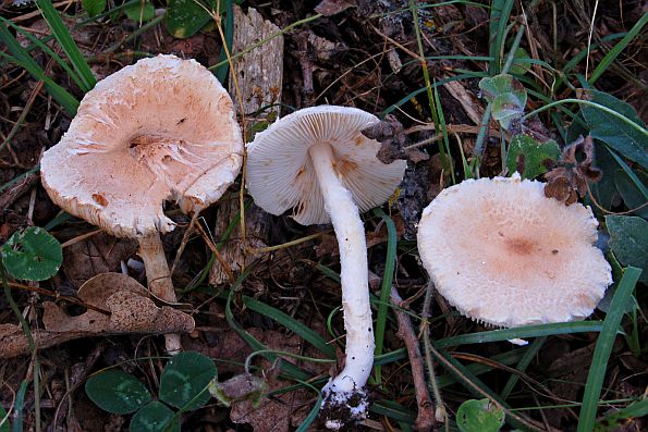 Lepiota subincarnata, crvenkasta štitarka