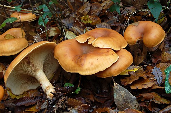 Lepista flaccida, izvrnuta grlašica, žuta uleknjača