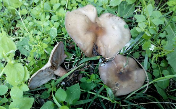 Lepista glaucocana, blijedoljubičasta koturnica