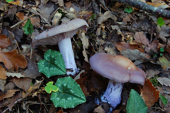 Lepista nuda, modrikača, modra koturnica