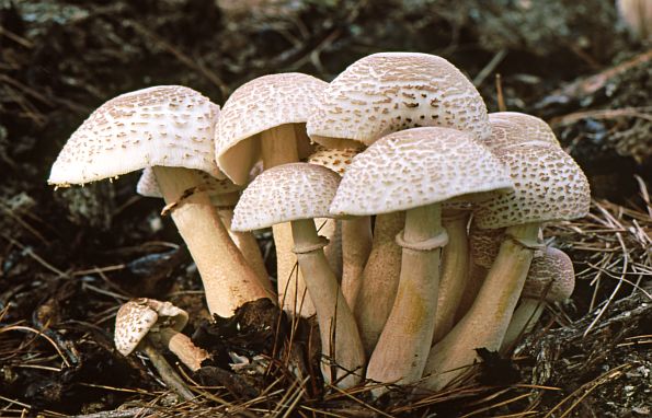 Leucoagaricus americanus, američka pečurkovica