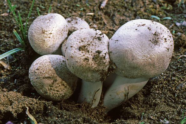 Leucoagaricus macrorhizus, Leucoagaricus barssii, korjenasta pečurkovica
