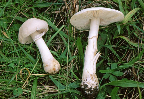 Leucoagaricus leucothites, turkinja