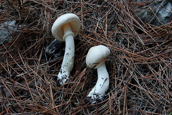 Leucoagaricus menieri, menierova pečurkovica