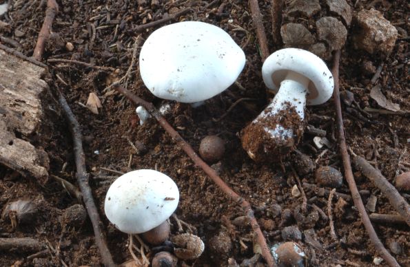Leucoagaricus serenus, sjajna pečurkovica