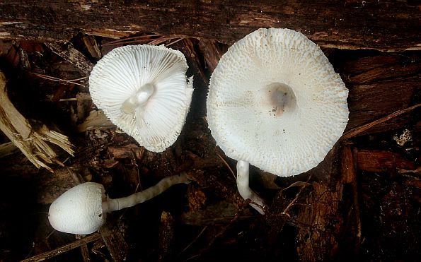 Leucocoprinus brebissonii, brebisonova sunčanica