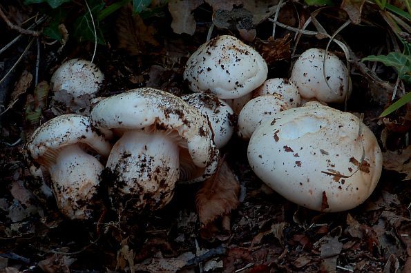 Leucopaxillus barbarus, tuđinska debeljača, tuđinska podvijenka