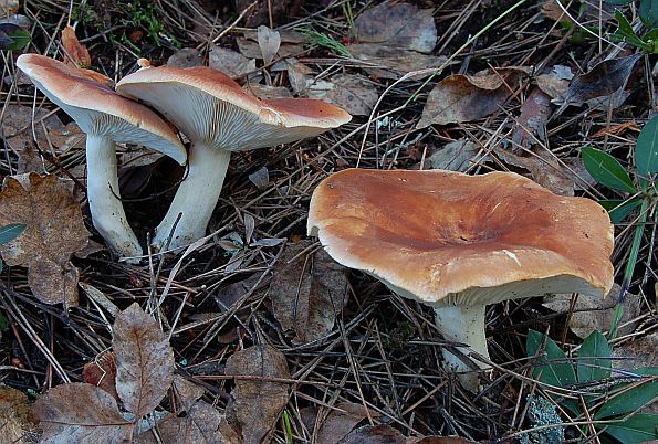 Leucopaxillus gentianeus, gorka debeljača