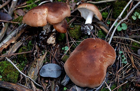 Leucopaxillus gentianeus, gorka debeljača