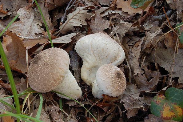 Lycoperdon perlatum, tikvasta puhara