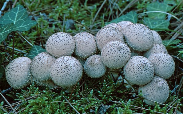 Lycoperdon perlatum, tikvasta puhara