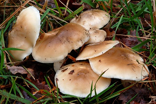 Lyophyllum decastes, kostanjevčica, obična sraštenica