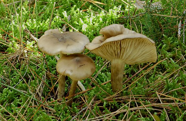 Lyophyllum infumatum, zadimljena sraštenica