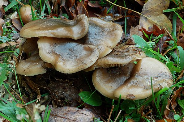 Lyophyllum loricatum, tvrdokožna sraštenica