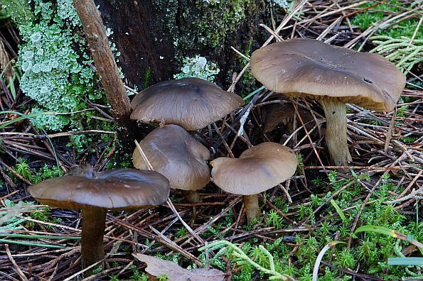 Lyophyllum semitale, polukopljasta sraštenica