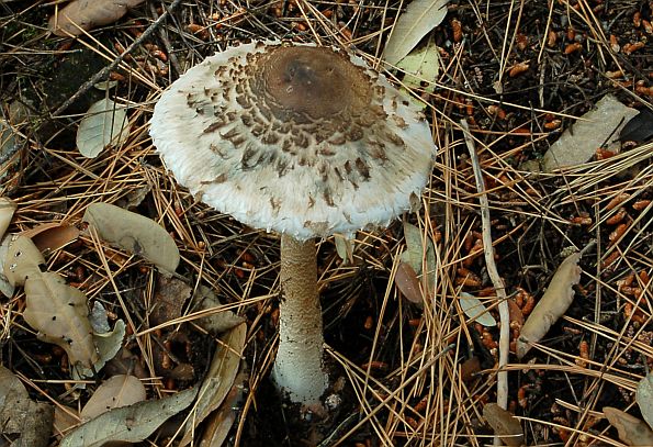 Macrolepiota procera var. pseudo-olivascens, sunčanica