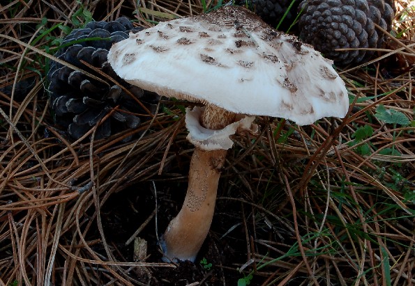 Macrolepiota rhacodes var bohemica