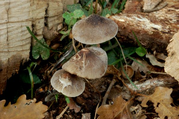 Mycena polygramma, žljebonoga šljemovka