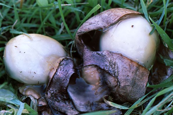 Phallus hadriani, hadrijanov stršak