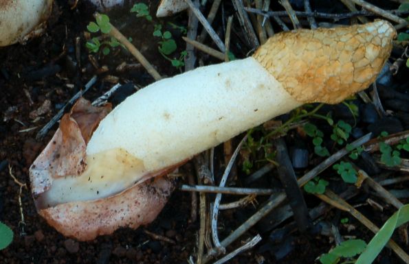 Phallus hadriani, hadrijanov stršak