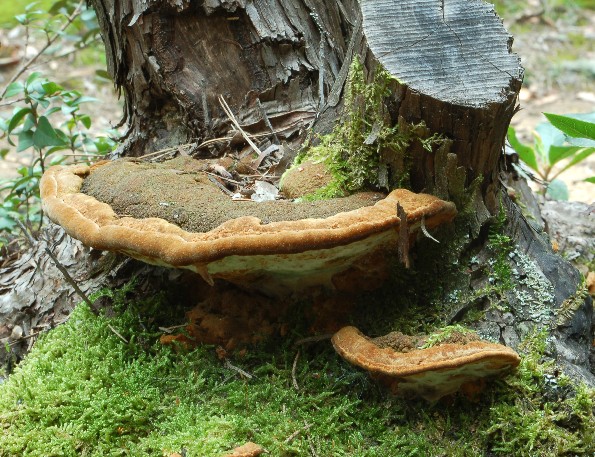 Phellinus torulosus, Primorski plutnjak