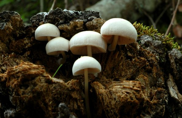 Pluteus inquilinus