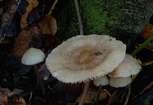 Pluteus petasatus, velika krovnjača