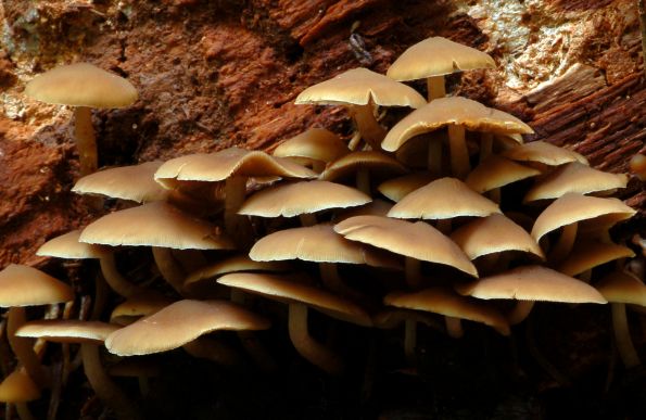 Psathyrella laevissima, ružičasta rudoliska