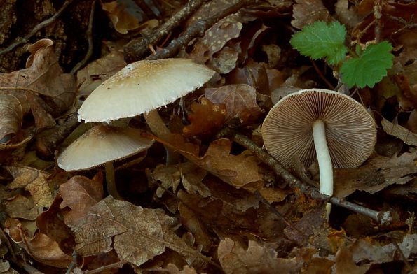 Psathyrella microlepidota