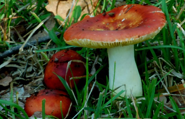 Russula aurea