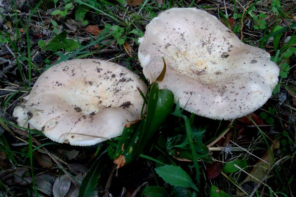 Russula ilicis, česvinka