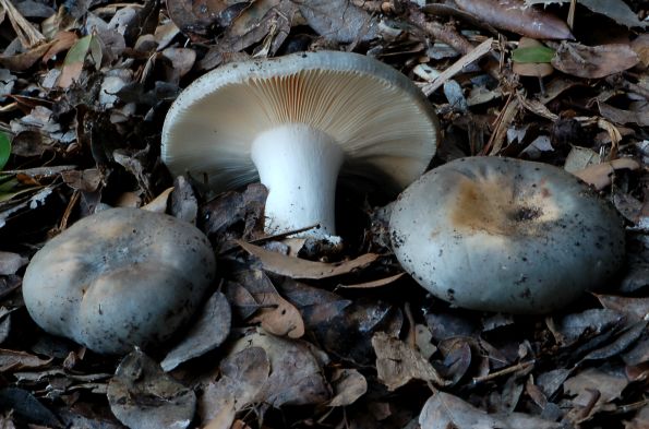 Russula ochrospora, krasnica