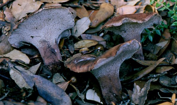 Sarcodon cyrneus
