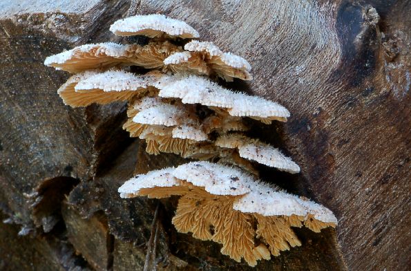 Schizophyllum commune, obična dvolisnica