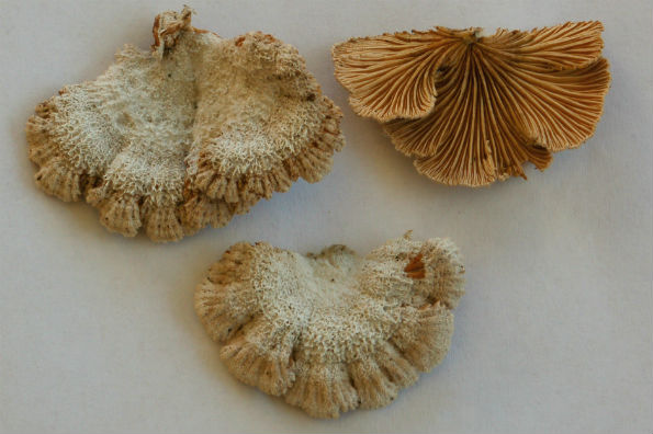 Schizophyllum commune, obična dvolisnica