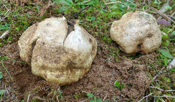 Scleroderma polyrhizum