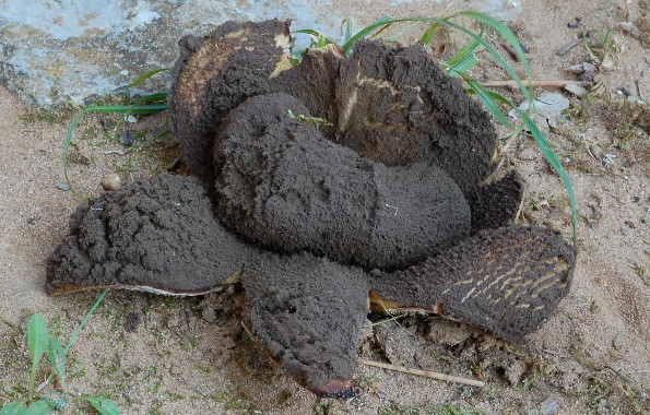 Scleroderma polyrhizum