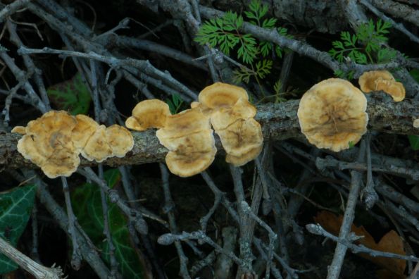 Stereum hirsutum, dlakava poličica