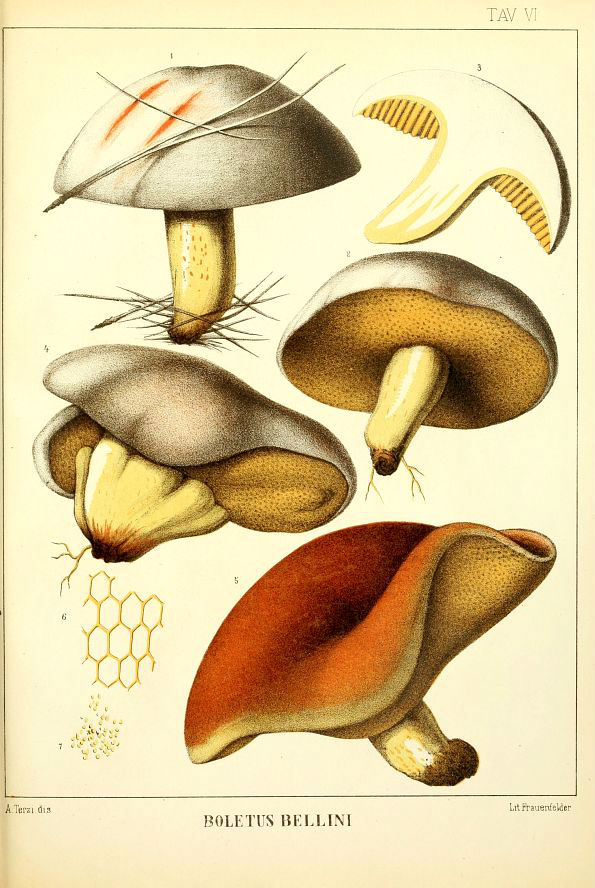 Suillus bellinii Funghi Siciliani Inzenga