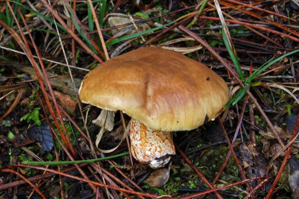 Suillus bellinii, belinijev boričar