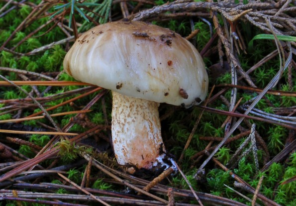 Suillus boudieri, boudierov boričar