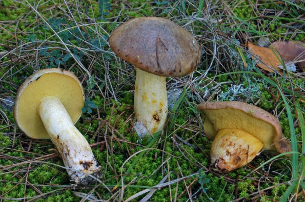 Suillus collinitus, zrakasti boričar