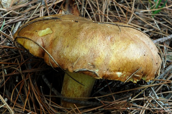 Suillus leptopus, kratkonogi boričar