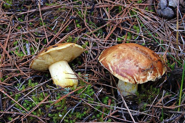 Suillus mediterraneensis, mediteranski boričar