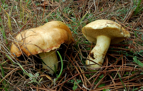 Suillus mediterraneensis f. xanthus , limunac